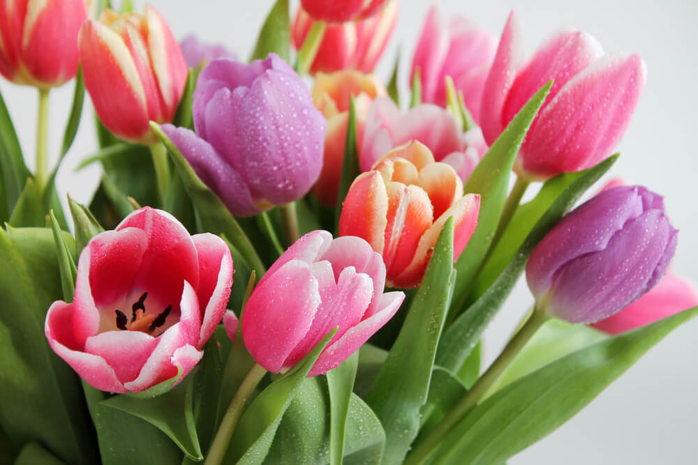 Tulips - Raleigh florist
