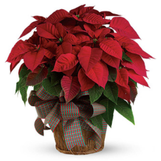 LARGE RED POINSETTIA