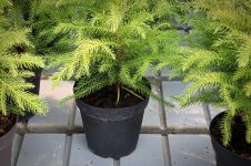 Norfolk Island Pine