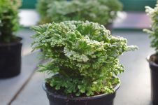 Selaginella Jori