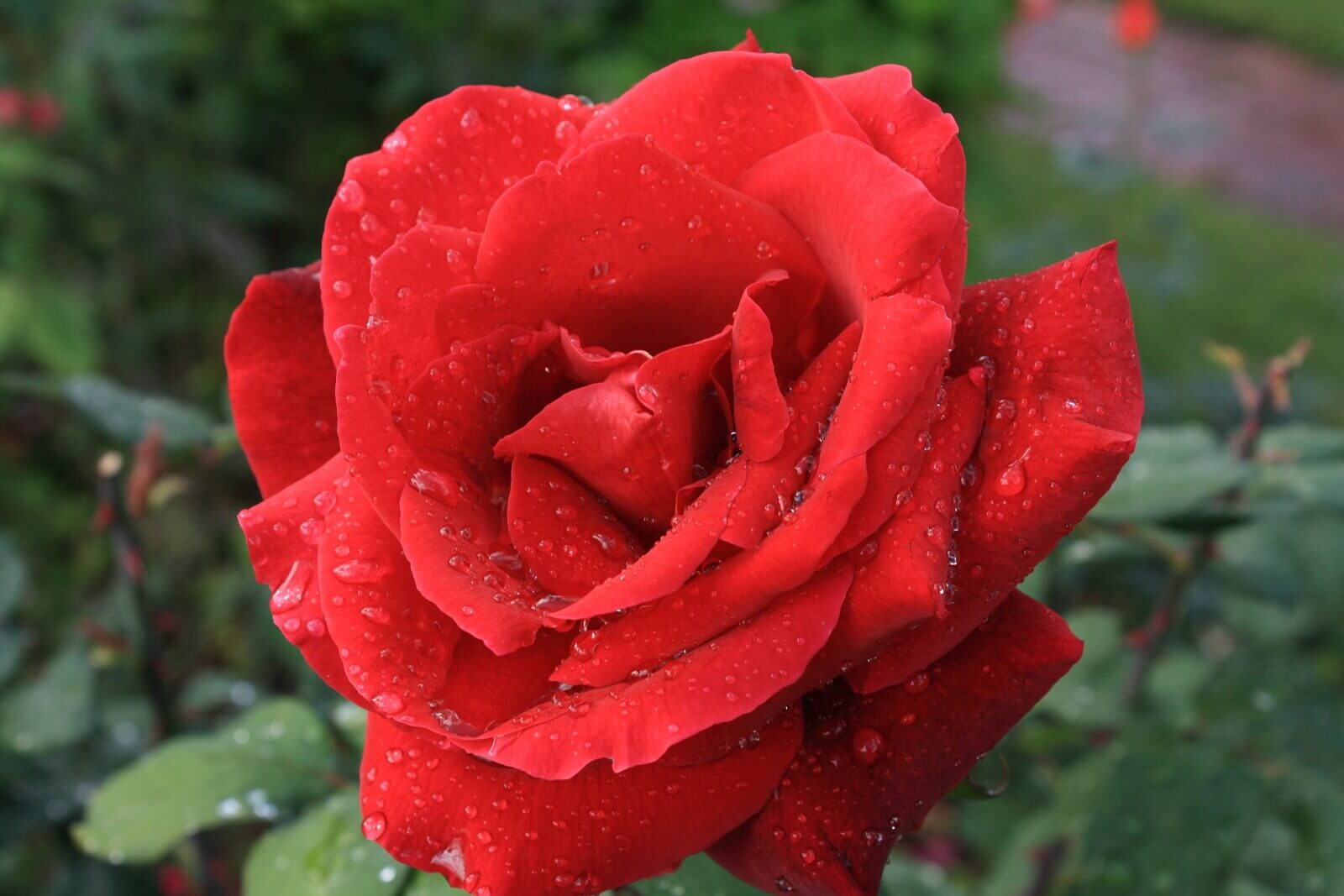 Red Rose meaning
