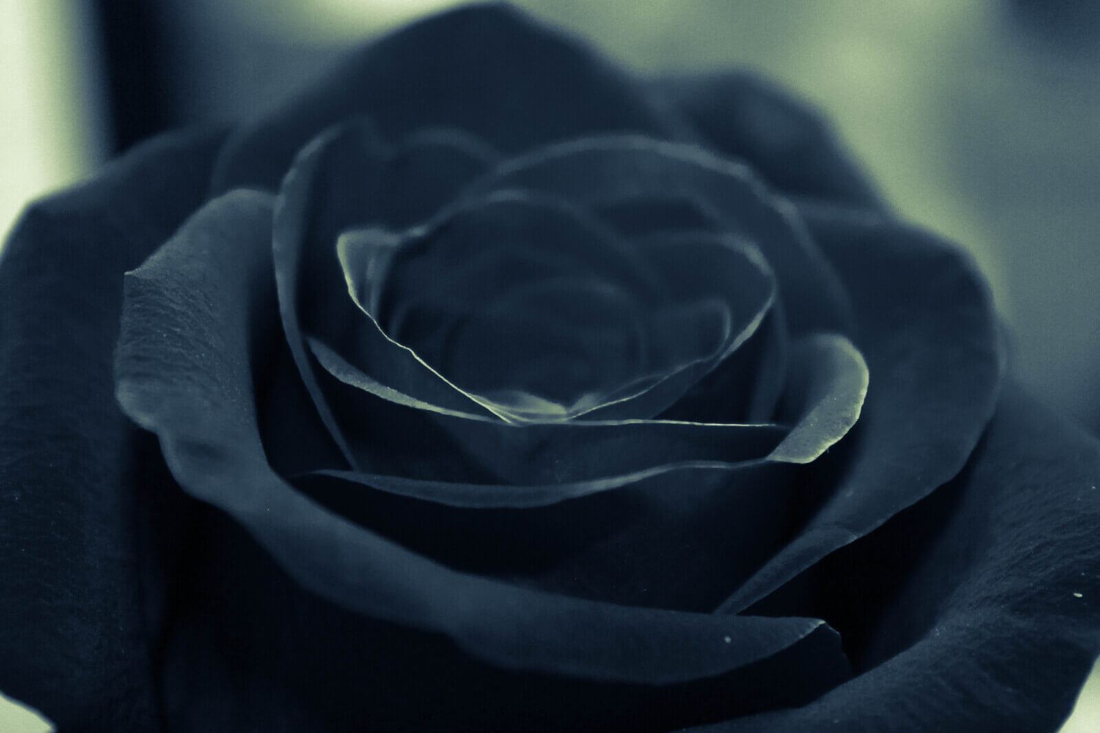 Black rose meaning