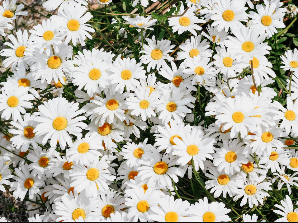 Daisy flower delivery in Centreville, VA.