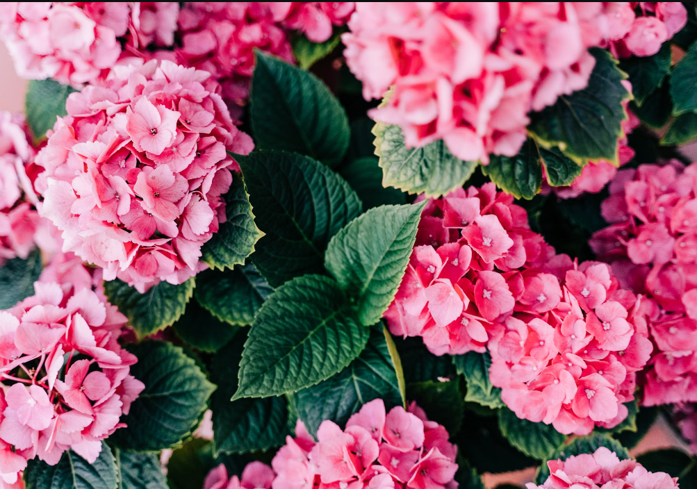 flower delivery in Centreville, VA.