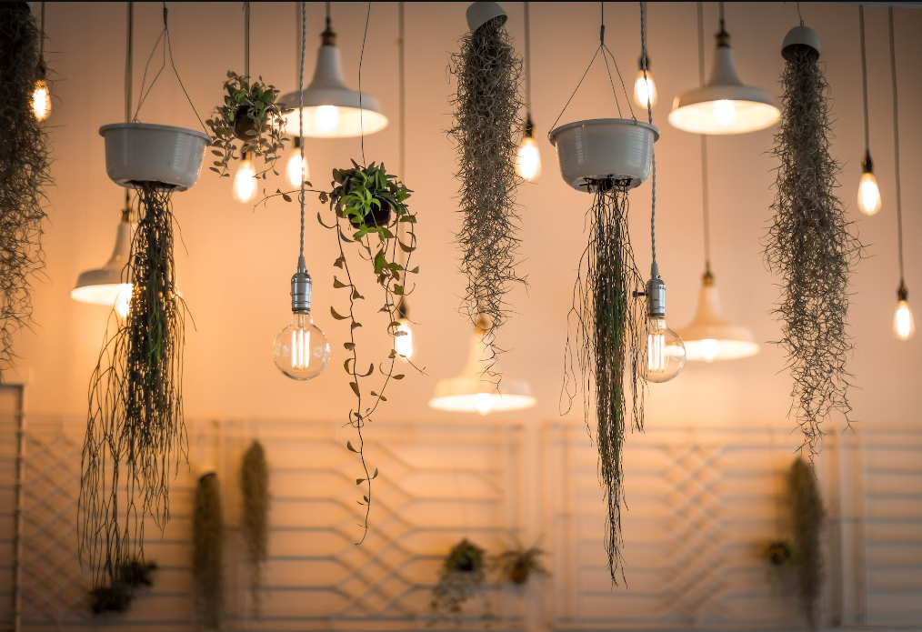 Hanging Plants and Flowers