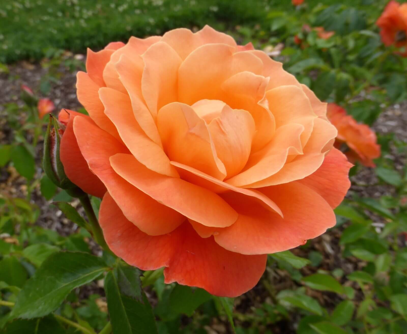 Orange rose flower delivery Grand Rapids