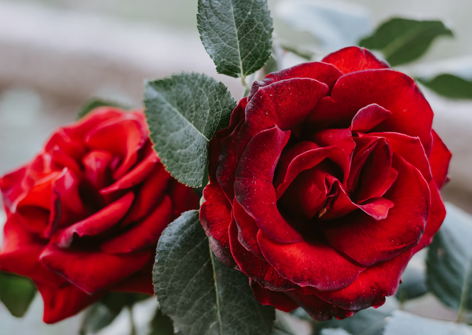 red rose romantic flower arrangements