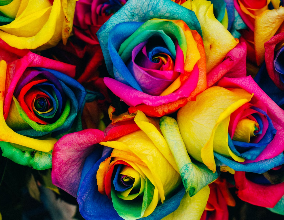 Rainbow Rose flowers online