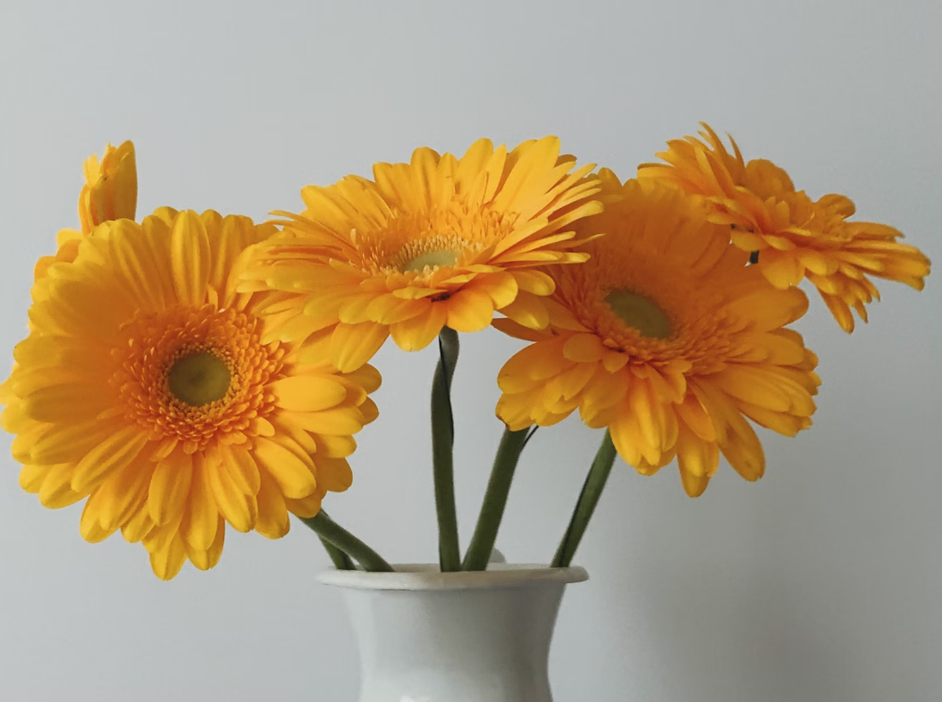 Send bouquet of gerbera daisies