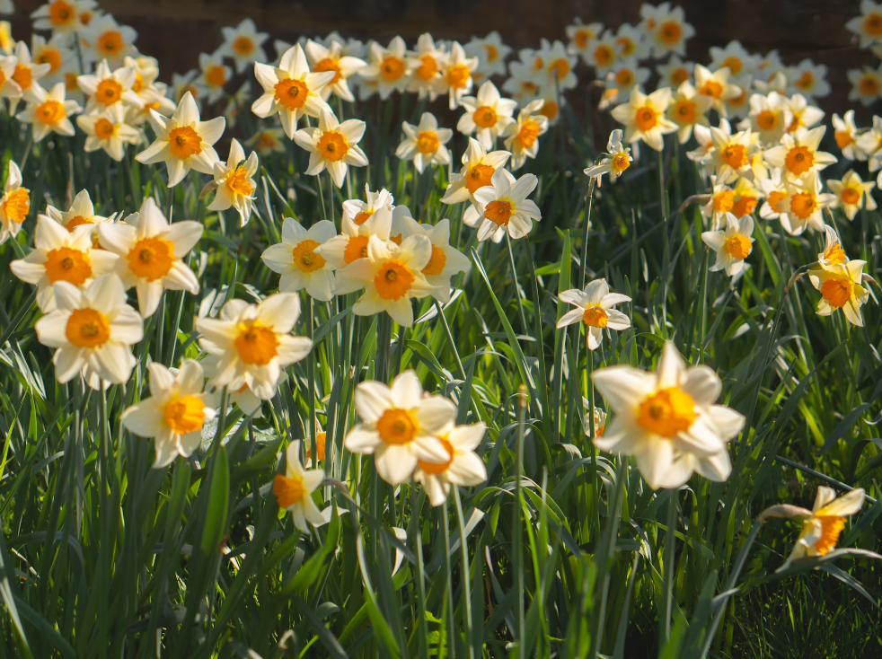 Daffodils-April wedding flowers