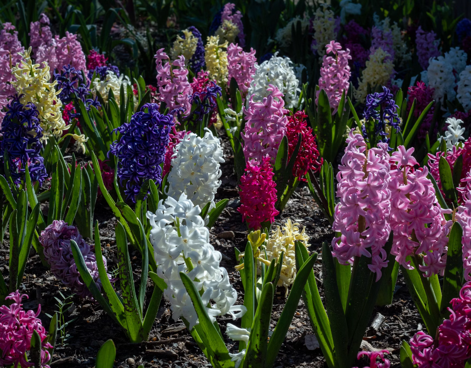 Hyacinth flowers online
