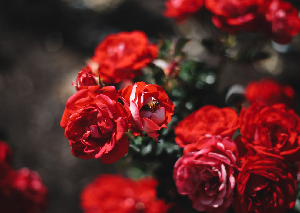 Send Roses Online