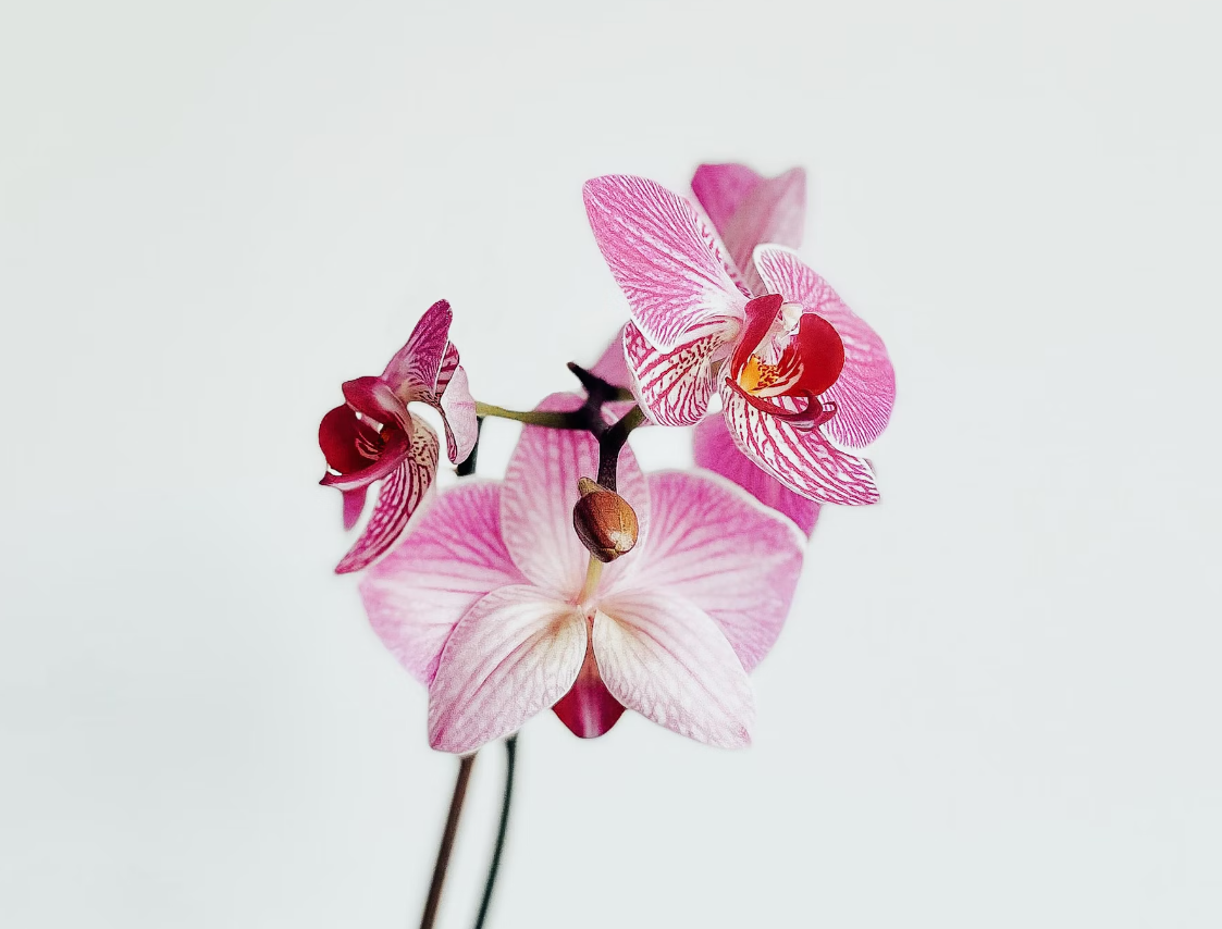 Orchid flower delivery