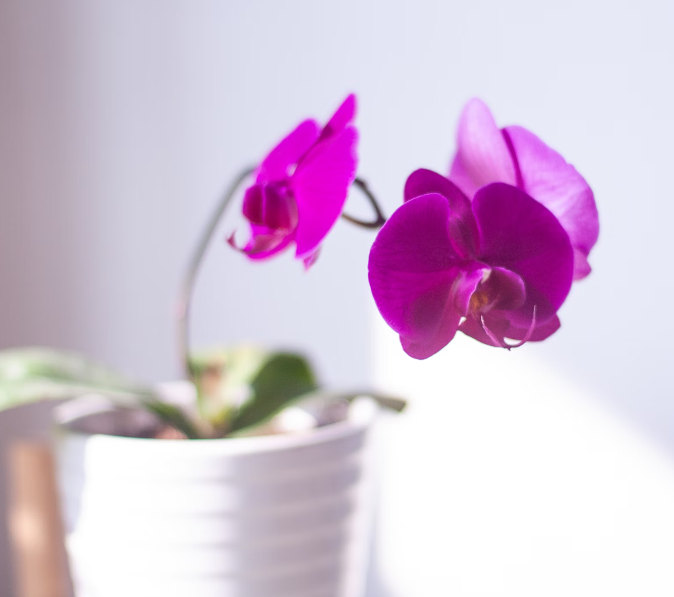 Order Enchanting Orchid Plant