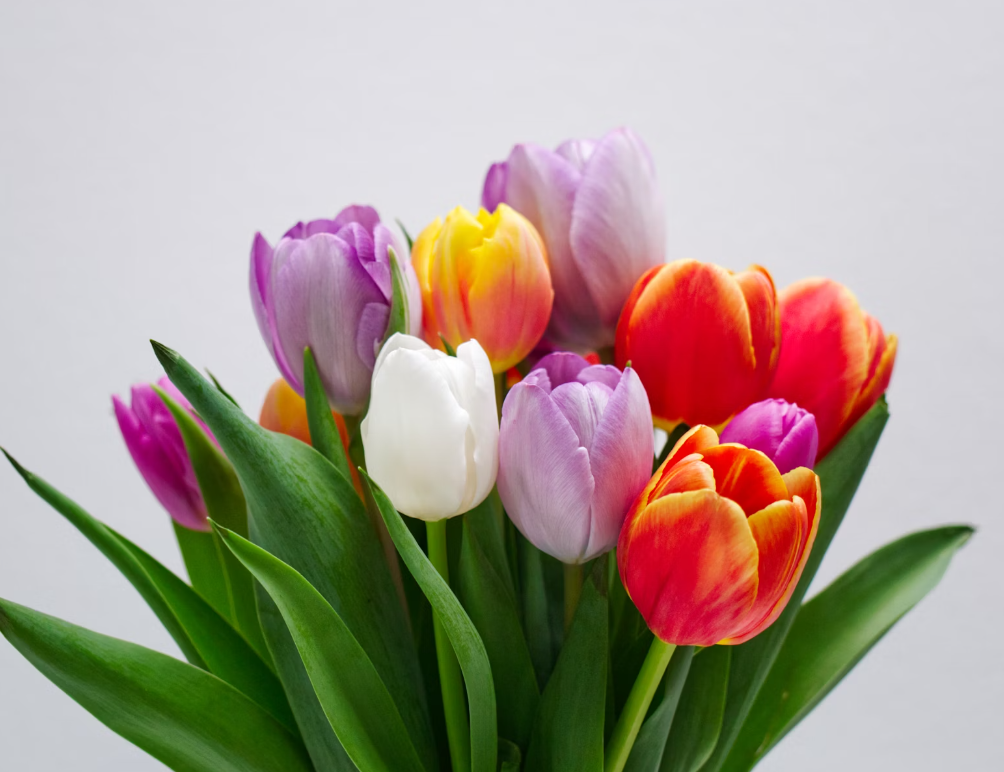 Tulip flower online