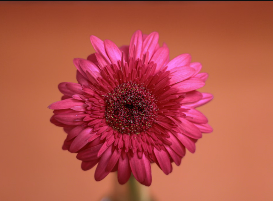 Gerbera Daisies