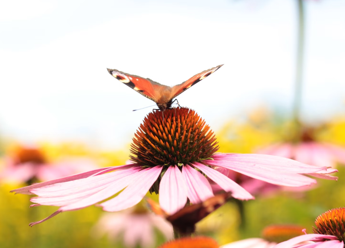 Coneflower