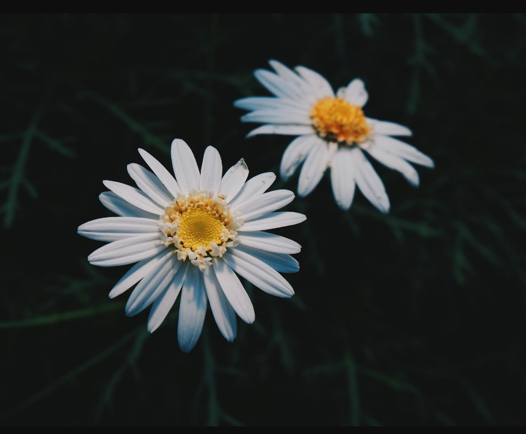 Funeral Flowers