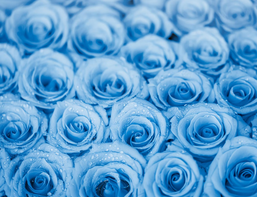 Blue rose online