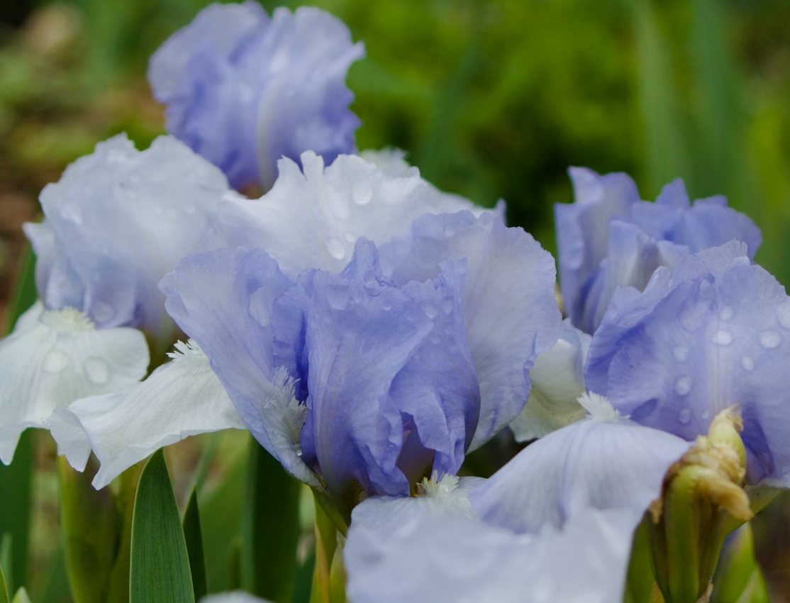 Order iris flowers online