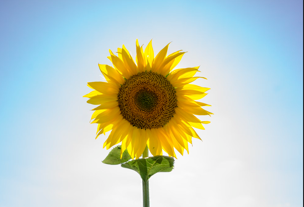 Fascinating Facts About Sunflowers