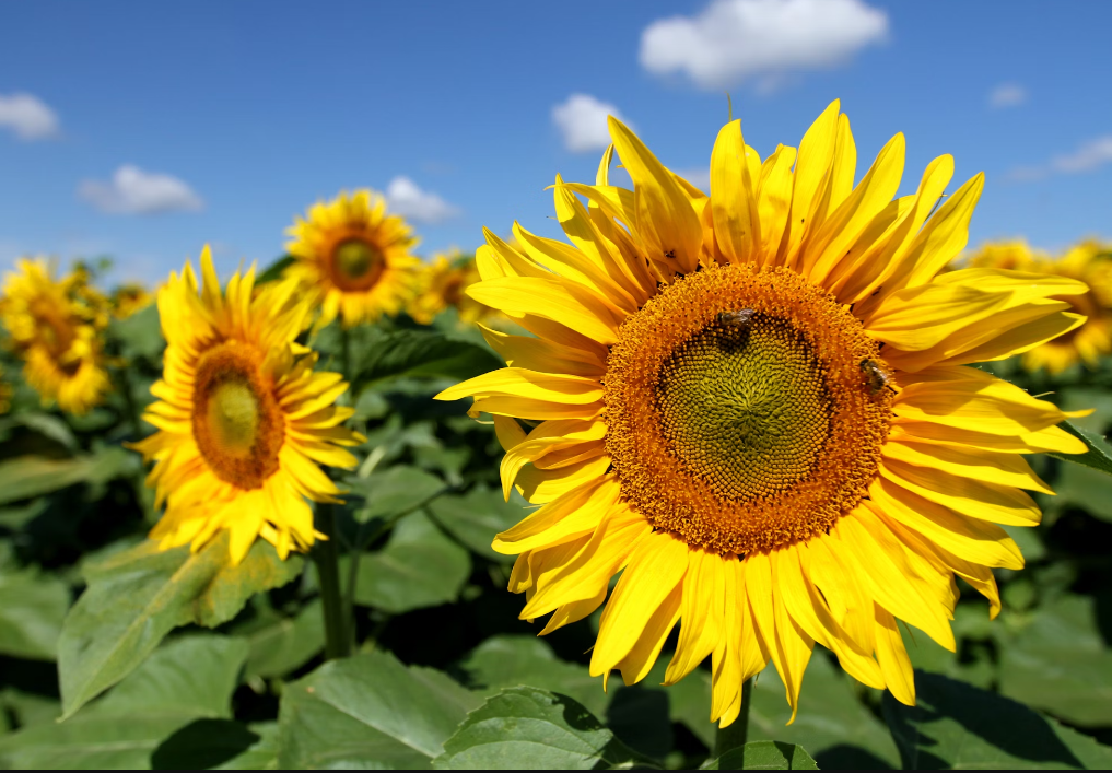 Care of Sunflowers