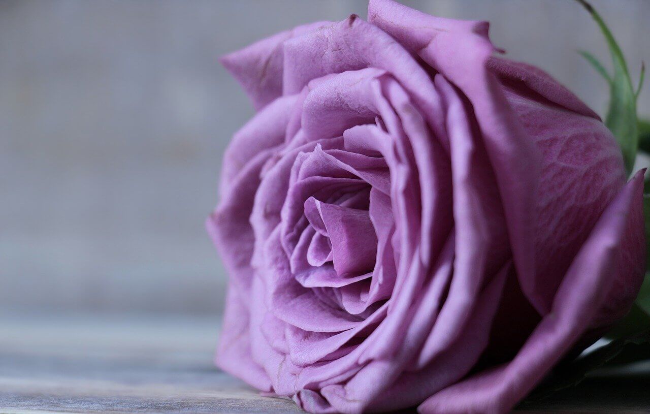 Purple Roses Color Meaning