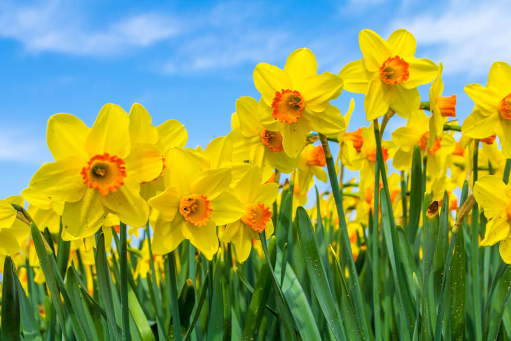 March flower and meaning: Daffodils