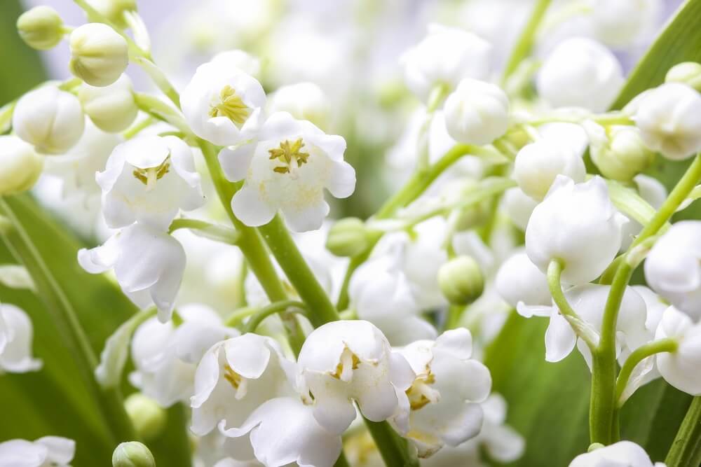 May flower and meaning: Lilies of the Valley