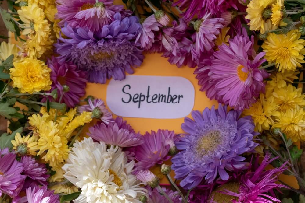 September flower and meaning: Asters