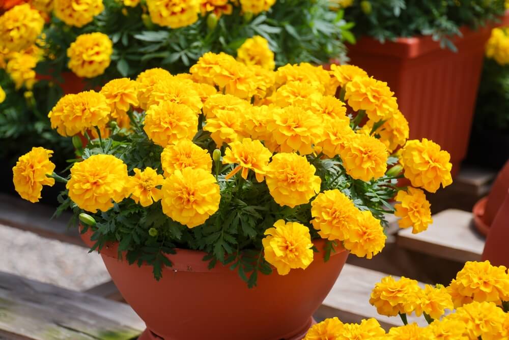 October flower and meaning: Marigolds