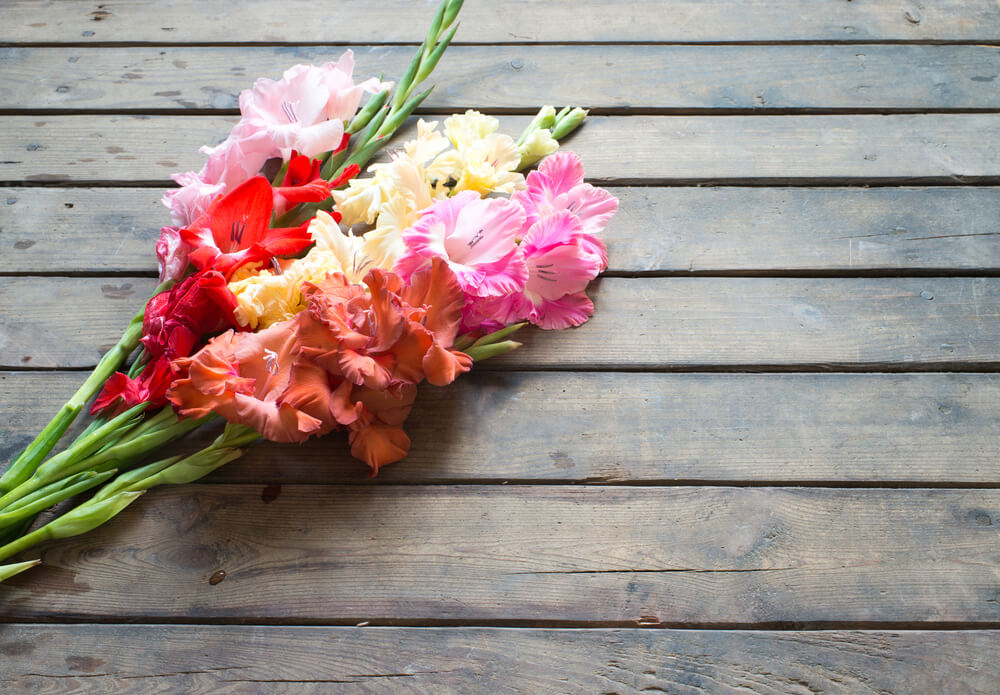 Gladiolus flowers and their meaning