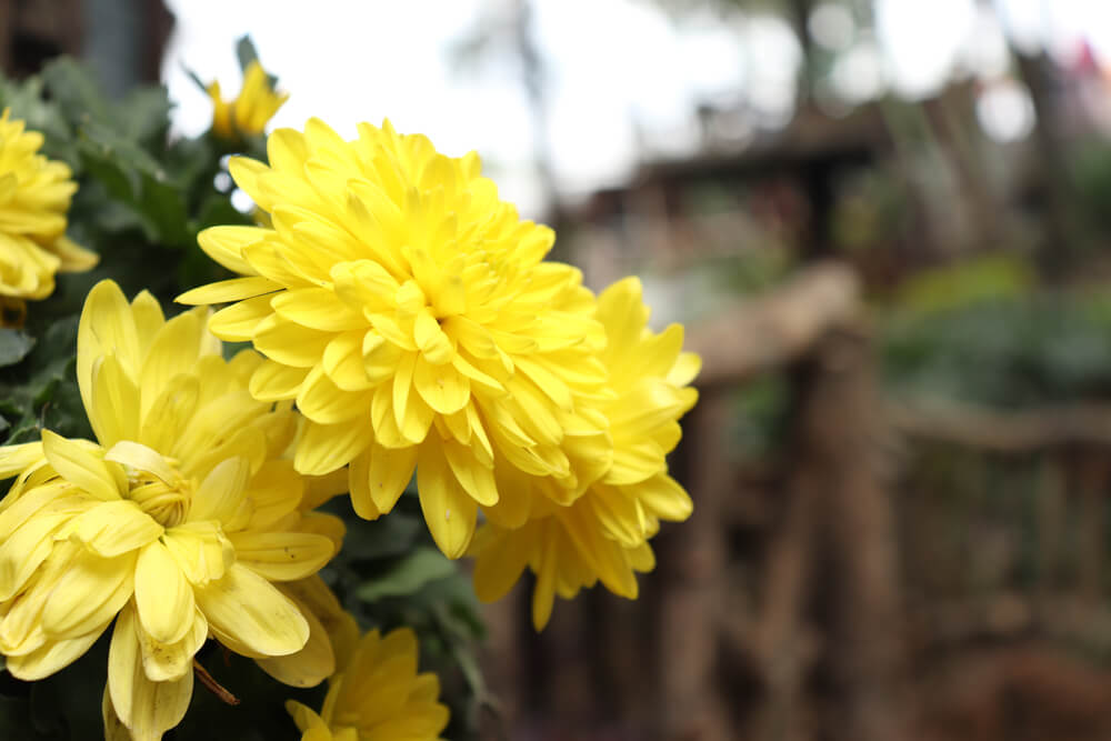 Chrysanthemum flower and their meaning