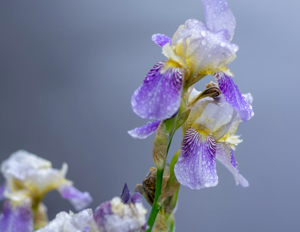 iris flower