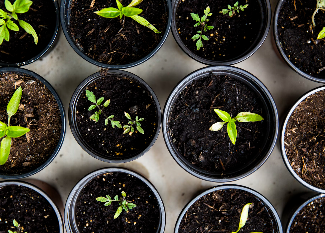 Baby plants