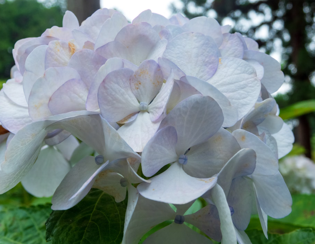 White Hydrangeas