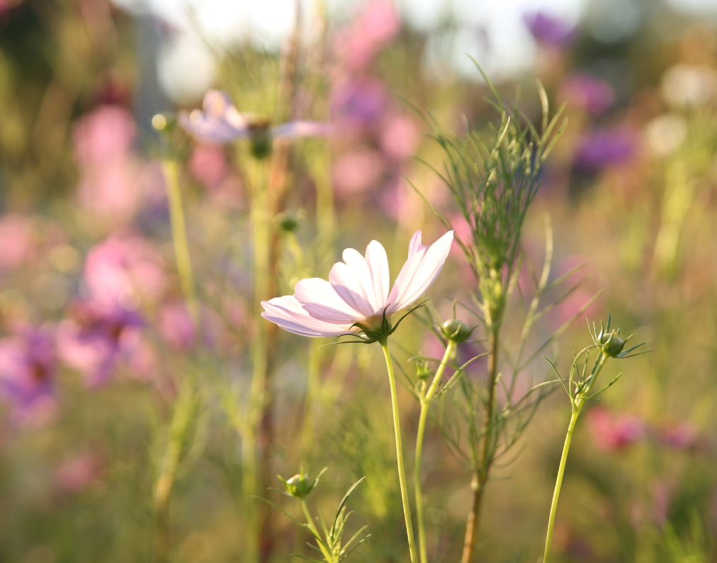 Summer flowers