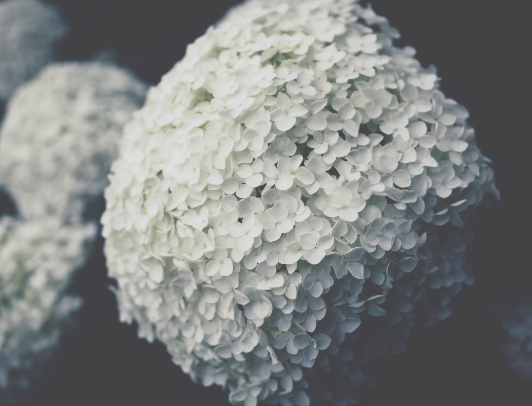 White Hydrangea Arrangement