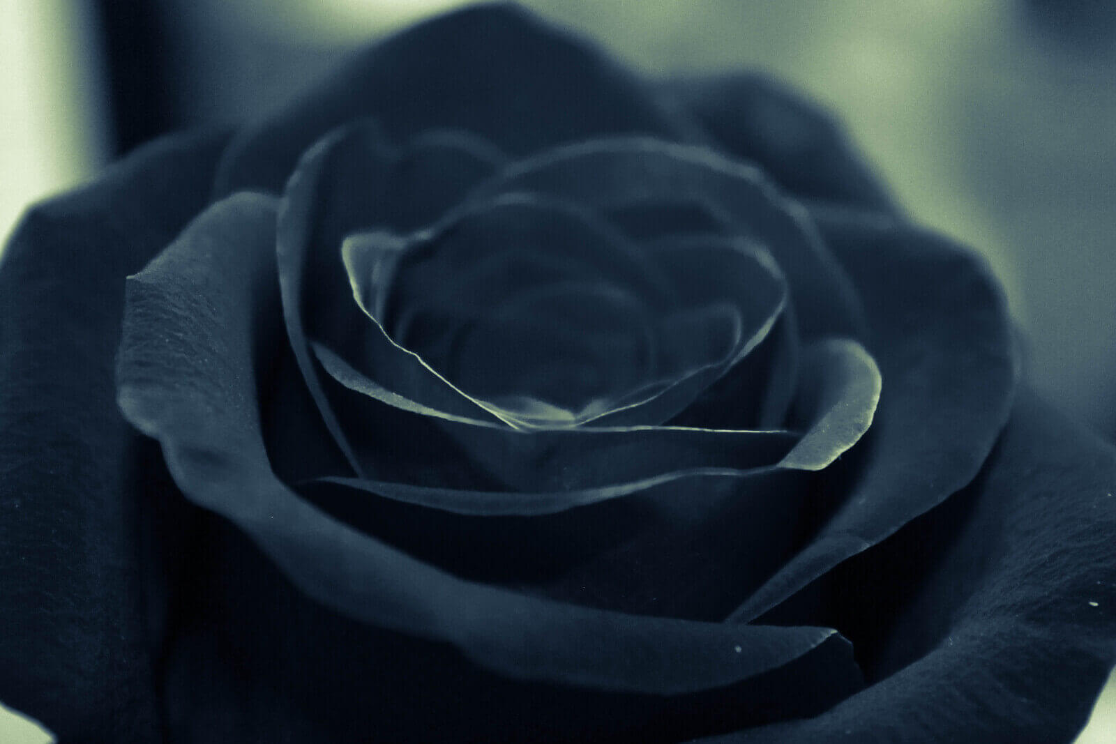 Black rose - Halloween flower