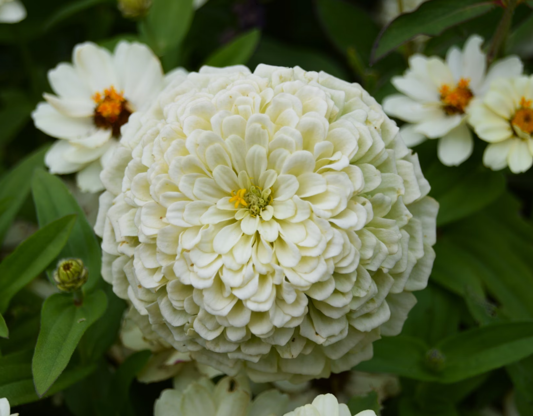 Zinnias flowers online