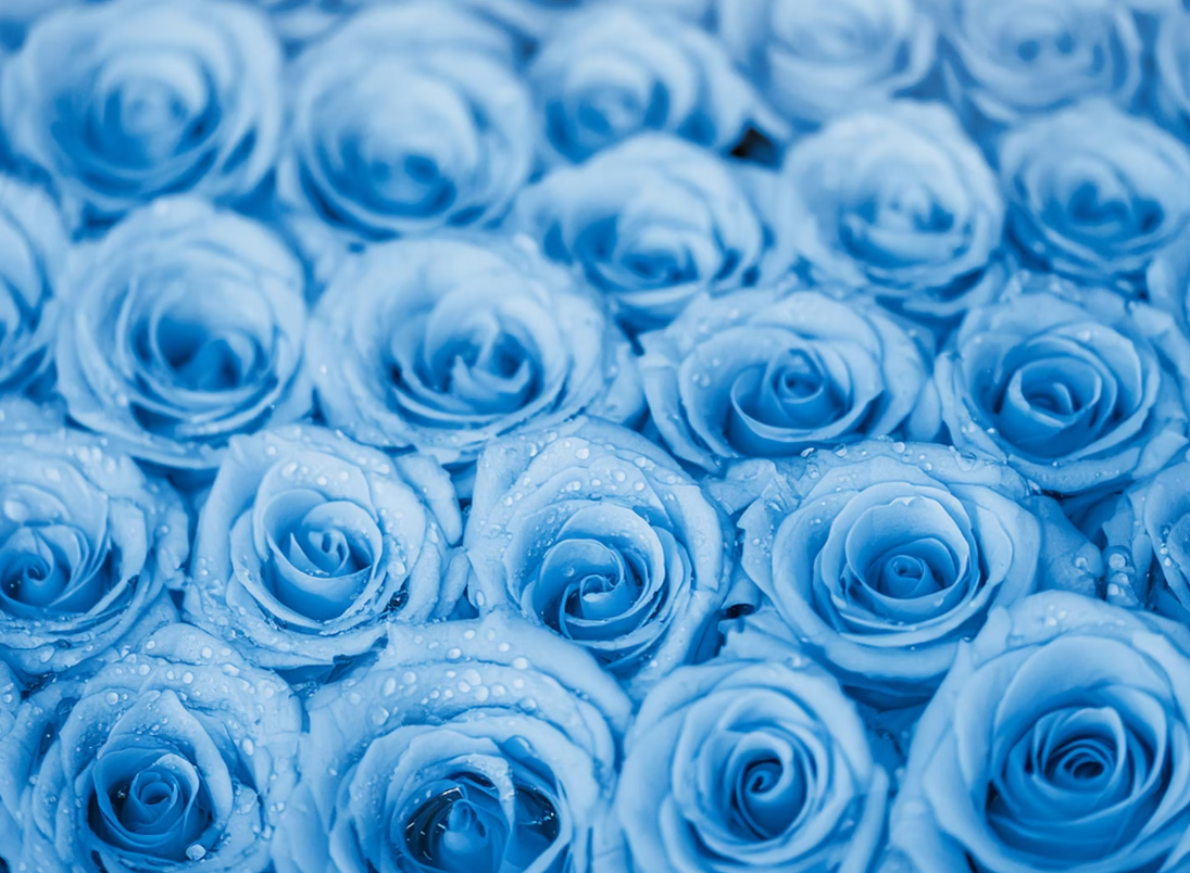 Blue Roses Online