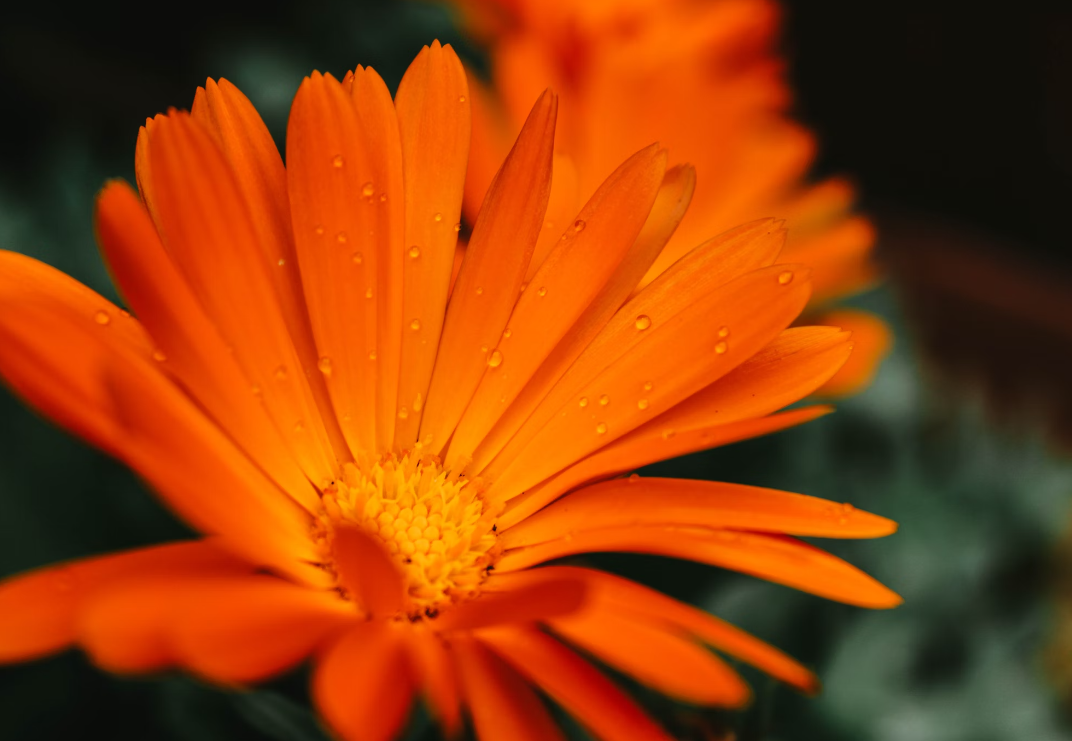 Orange Daisy for Thanksgiving