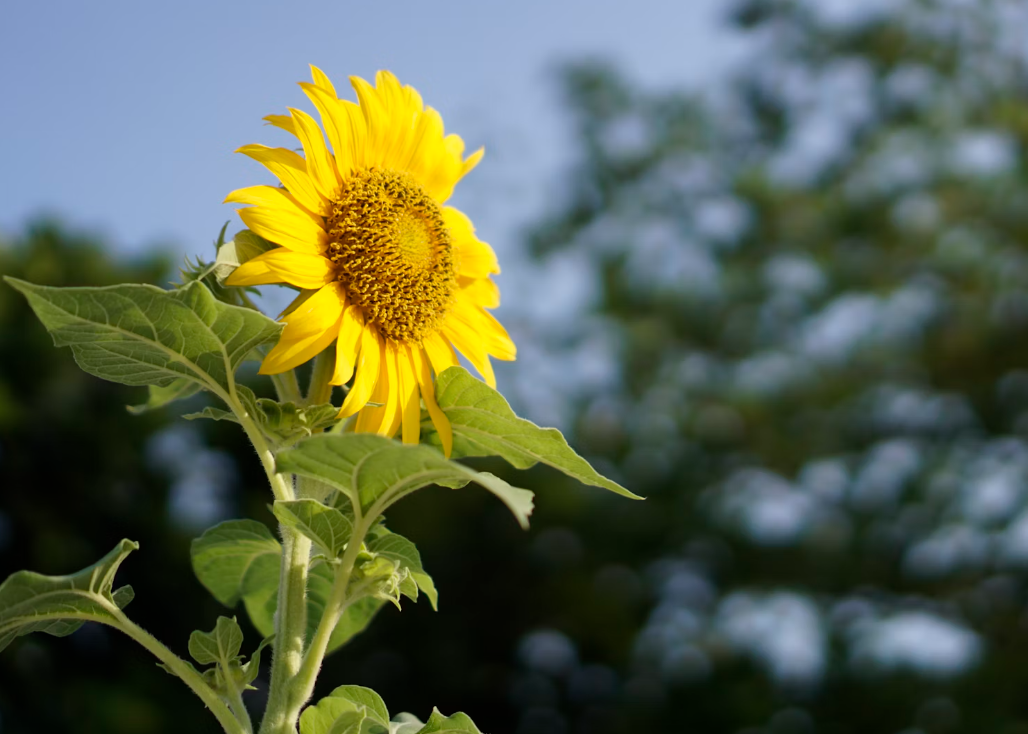 Sunflower centerpieces for Thanksgiving