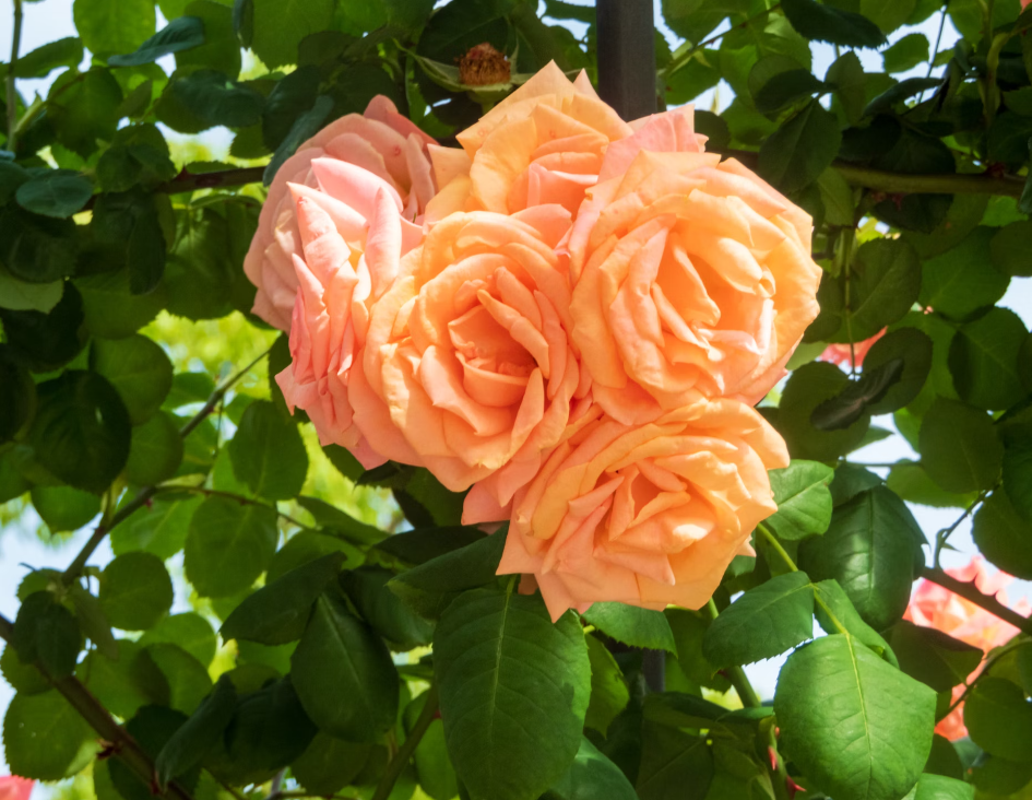 Orange Roses Online