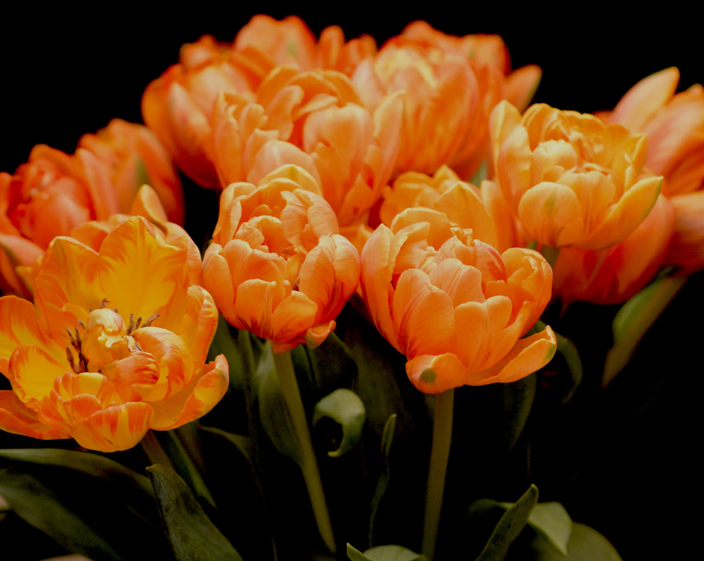 Orange flowers