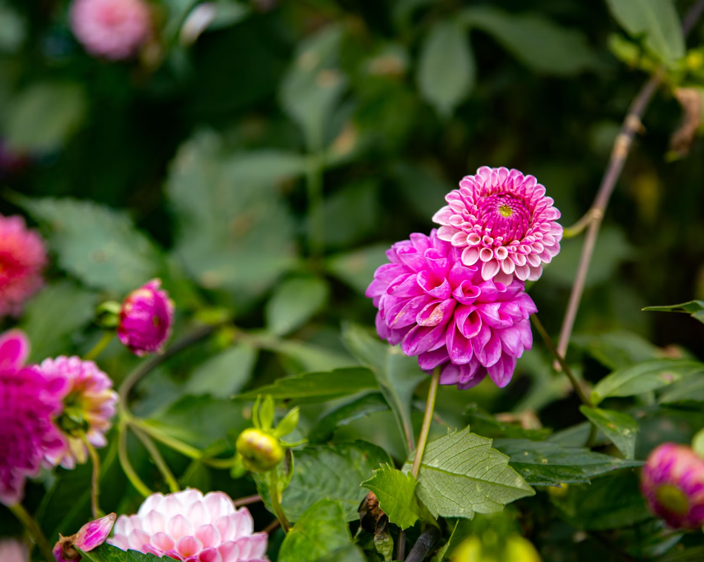 Dahlias flowers