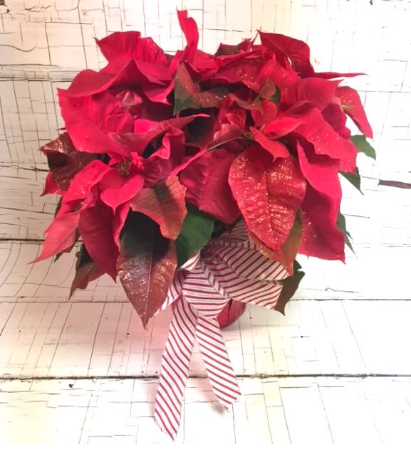 Holiday Poinsettia - Christmas Flower Delivery St. Louis