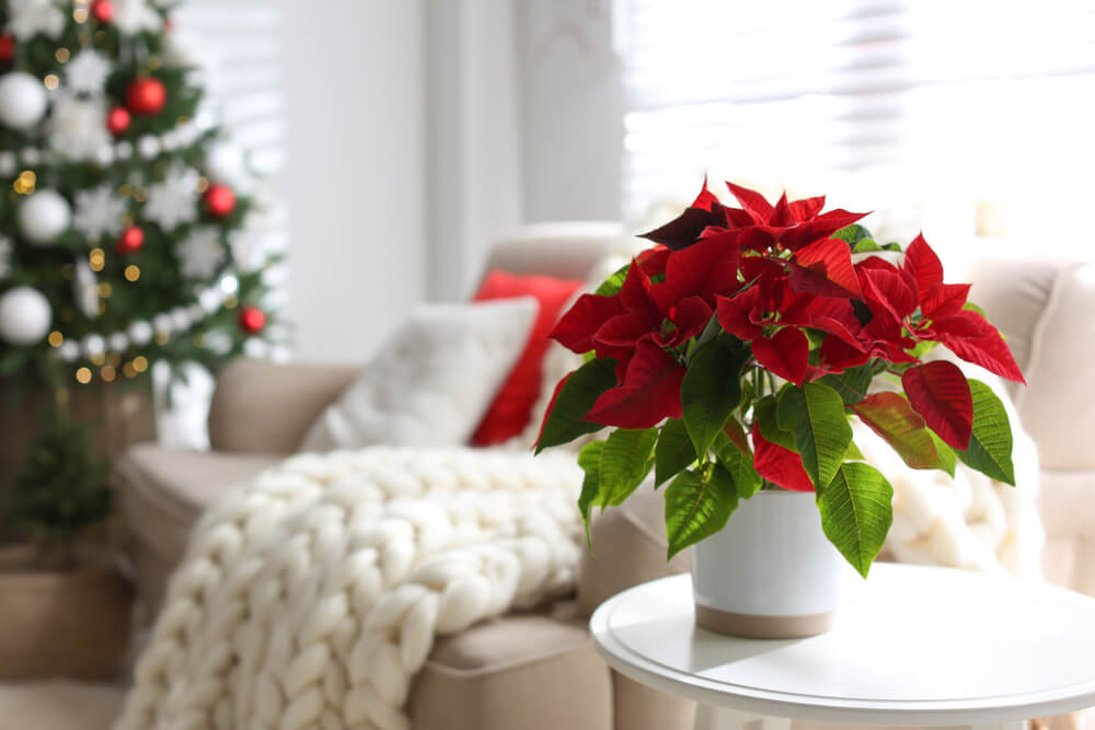 Poinsettias Christmas flower - Naples Florist