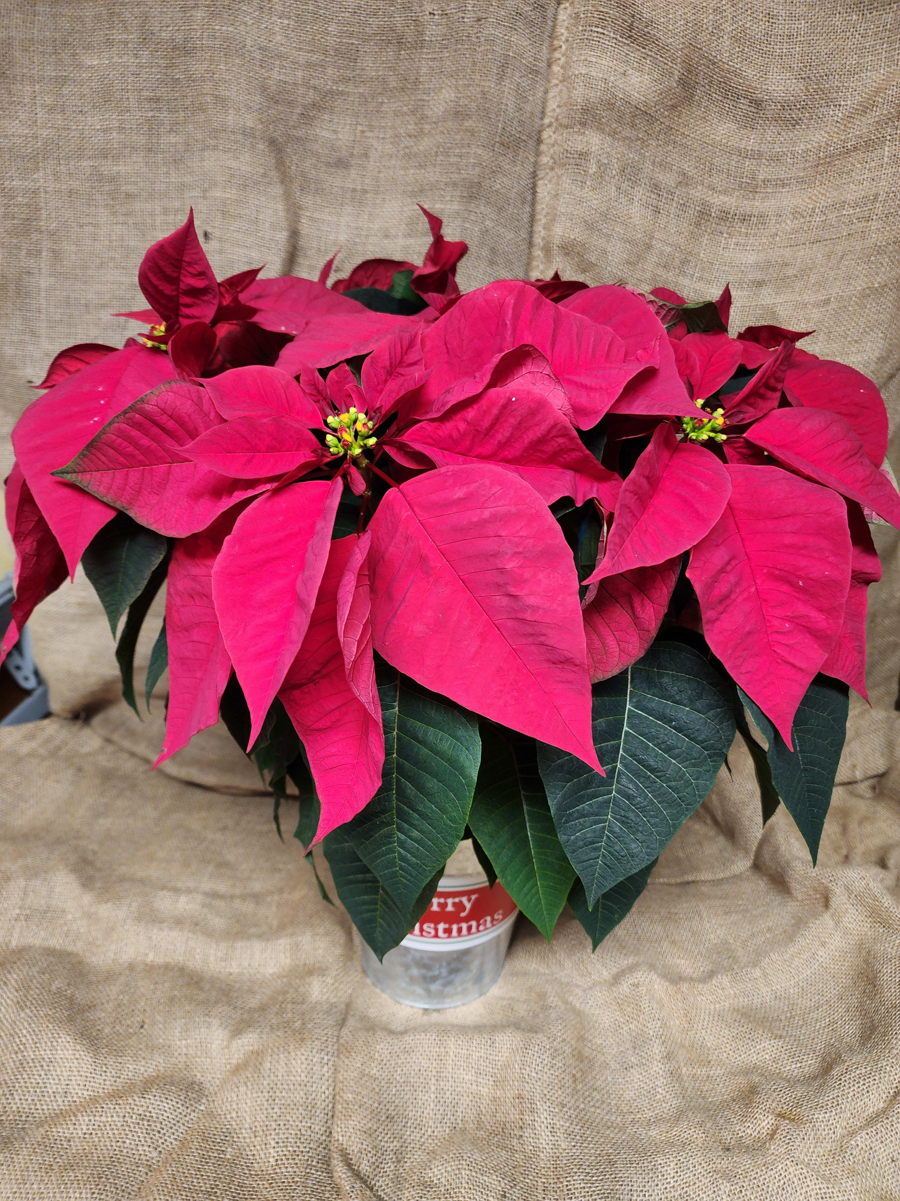 Poinsetta - Christmas flower delivery Waterville