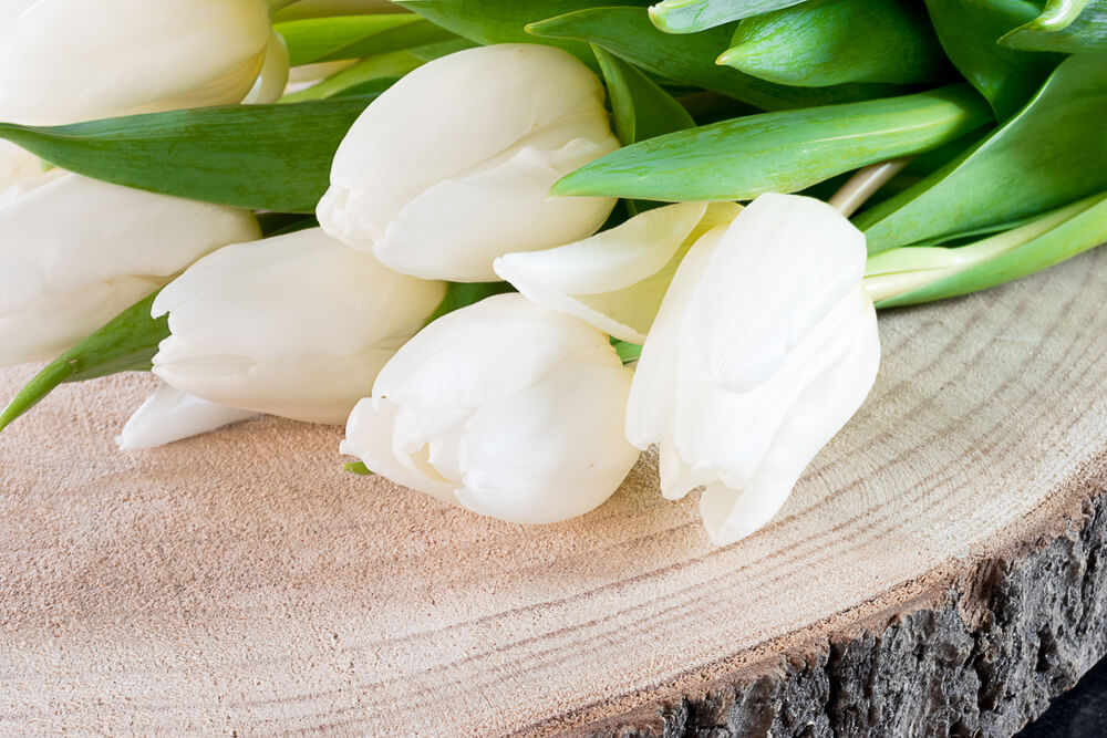 White Tulip meaning : Purity and Forgiveness